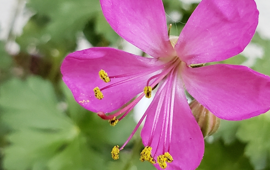 365 Project A Photo a Day – Today’s Garden&nbsp;Flower