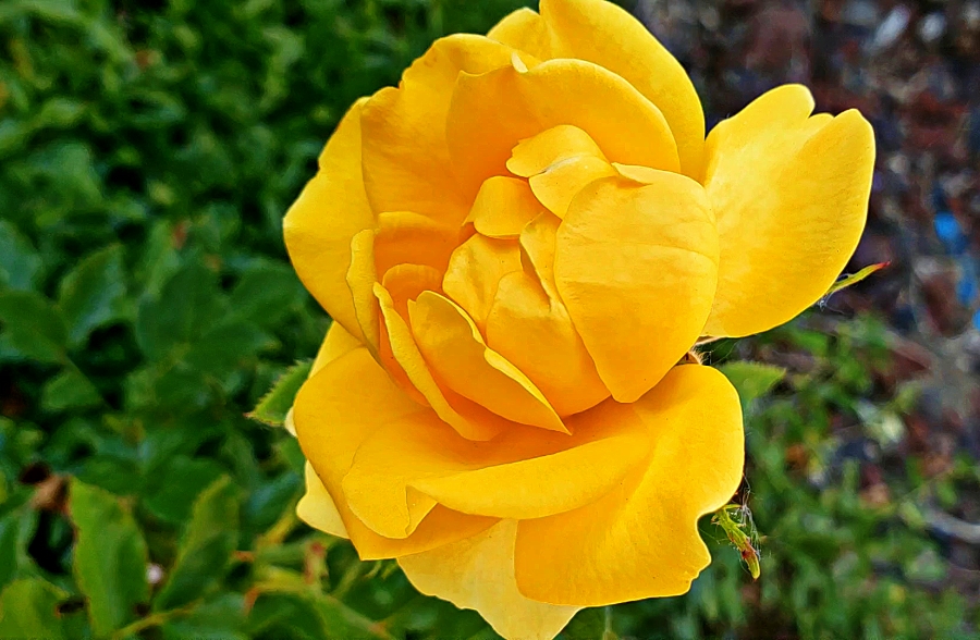 00-Rose-yellow-20180613_165335_A900