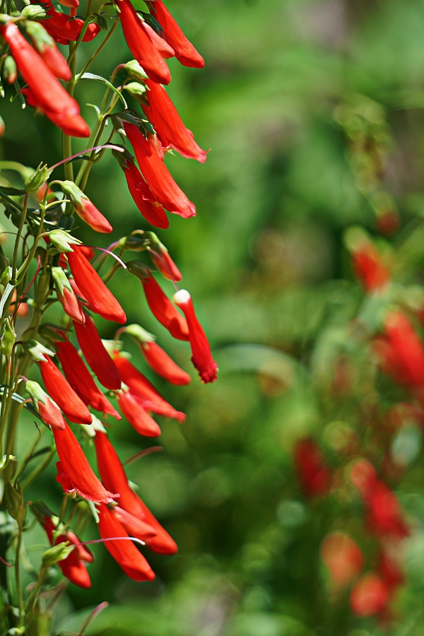 00-SternPark-Floral-DSC05873_A900