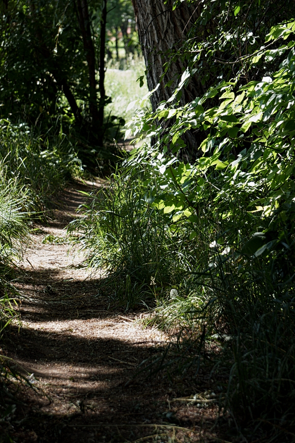 Path to the Black Crested&nbsp;Heron