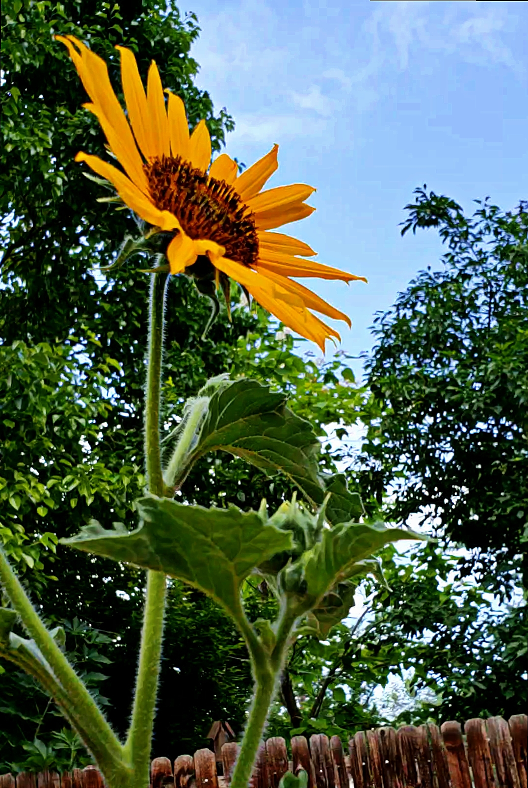 000-Sunflower-28827085948_5b3836db9d_A