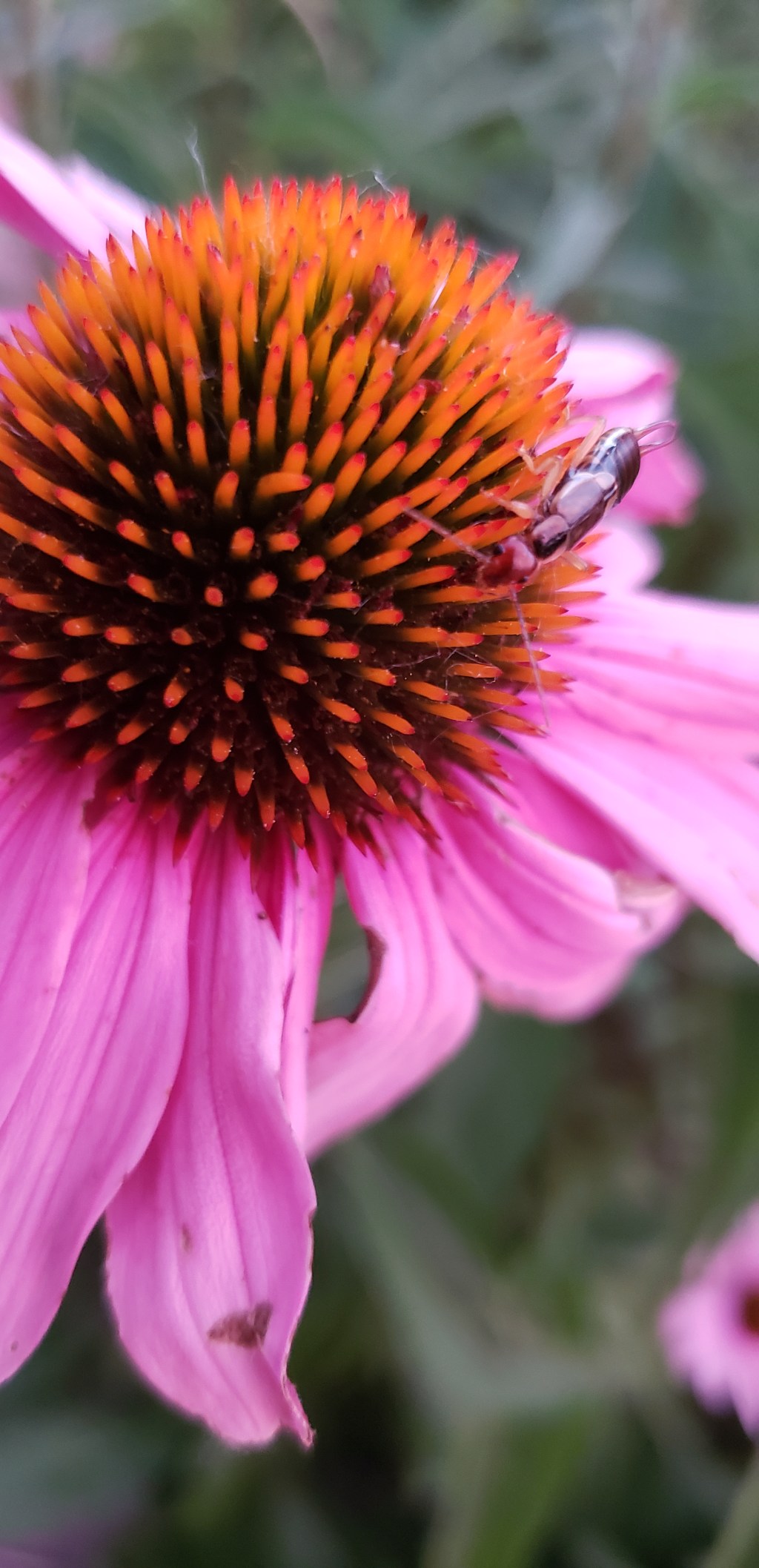 365 Project Photo a Day – June 22,&nbsp;2018