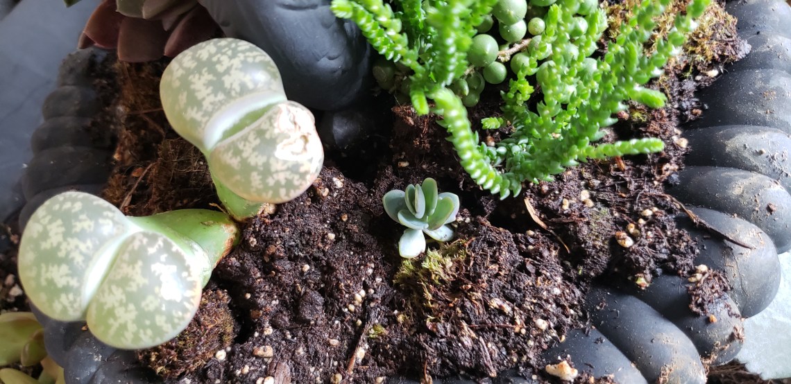 42107202954_8126cc3a3a_o (1)