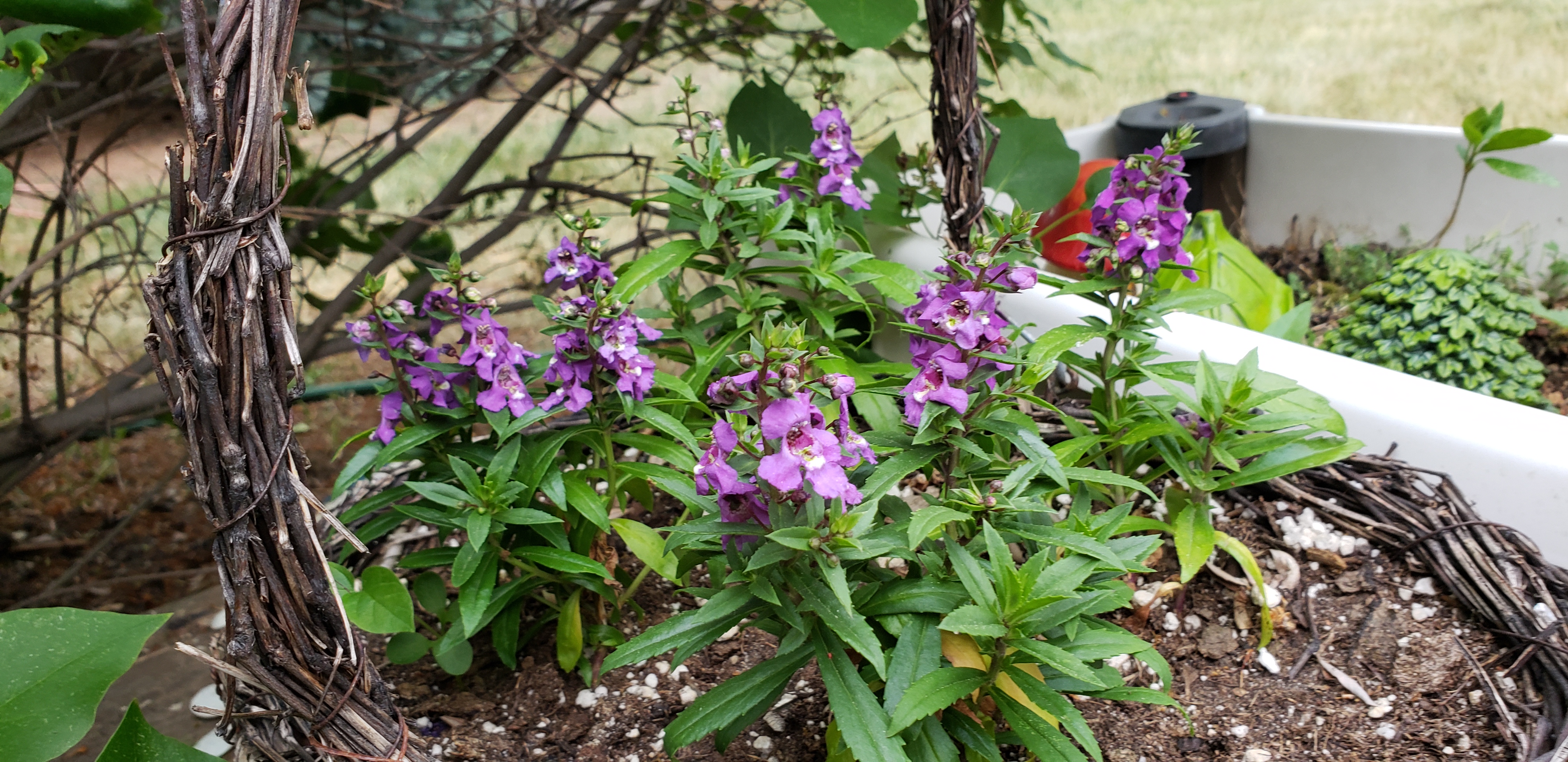 42804253551_22cffa2513_o