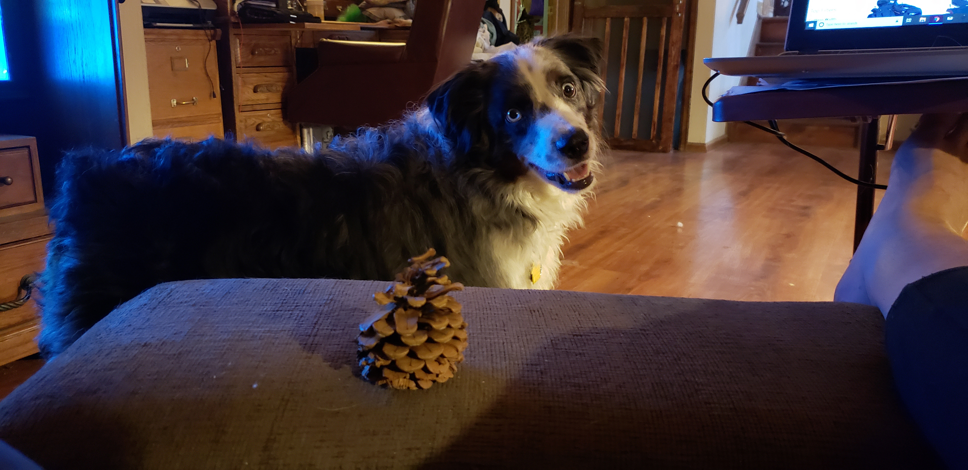 oberons-pinecone-41075071330_A