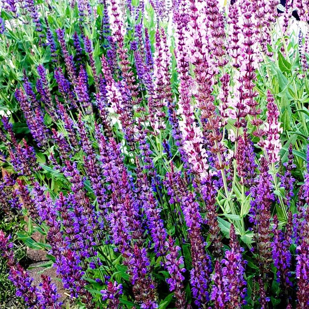 365 Project A Photo a&nbsp;Day-Salvia