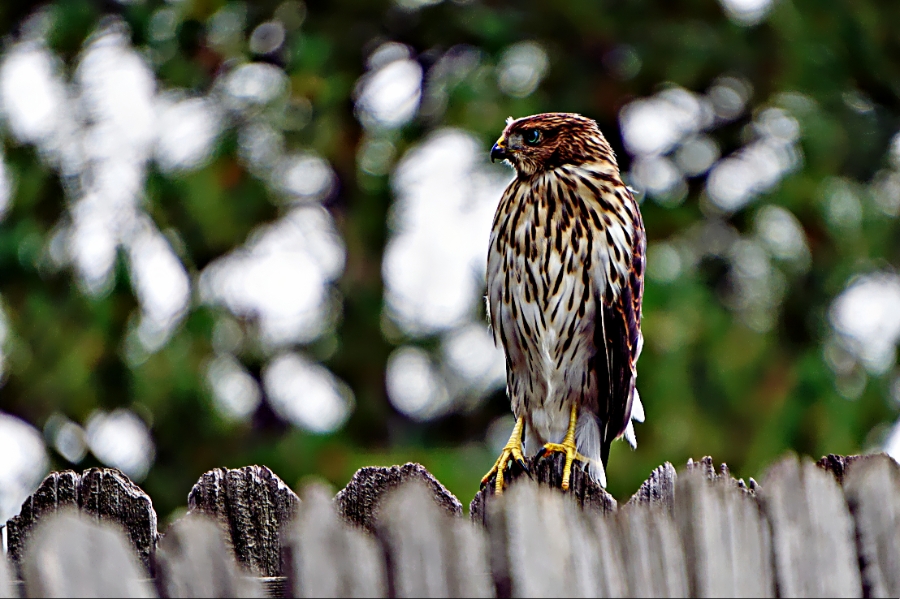 365 Project A&nbsp;Day