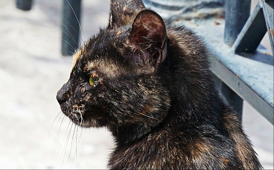 00-AthensCatDSC00079_A900