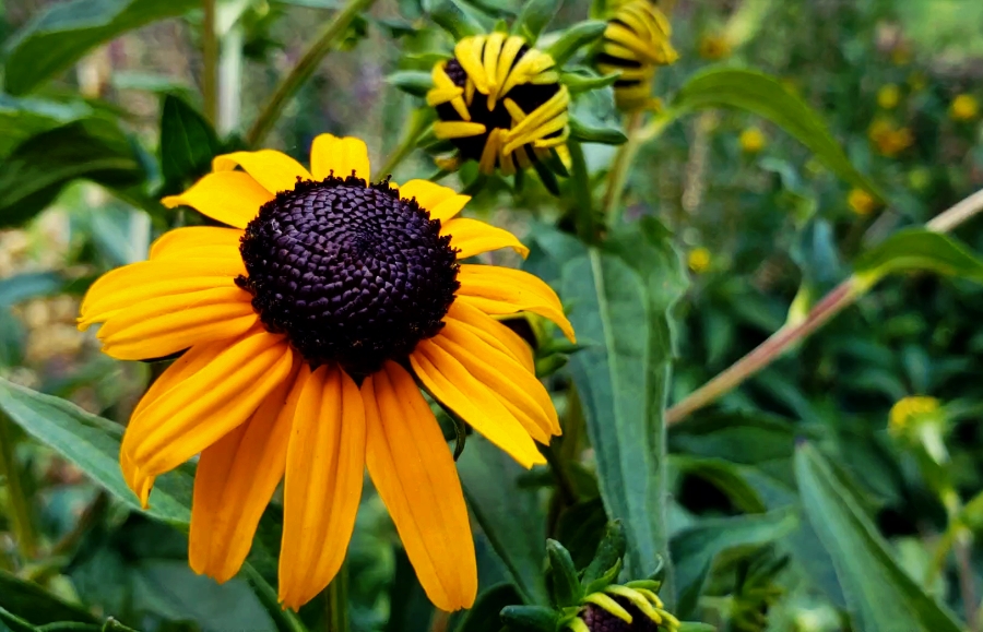 00-blackeyed-susan-20180718_164920A900