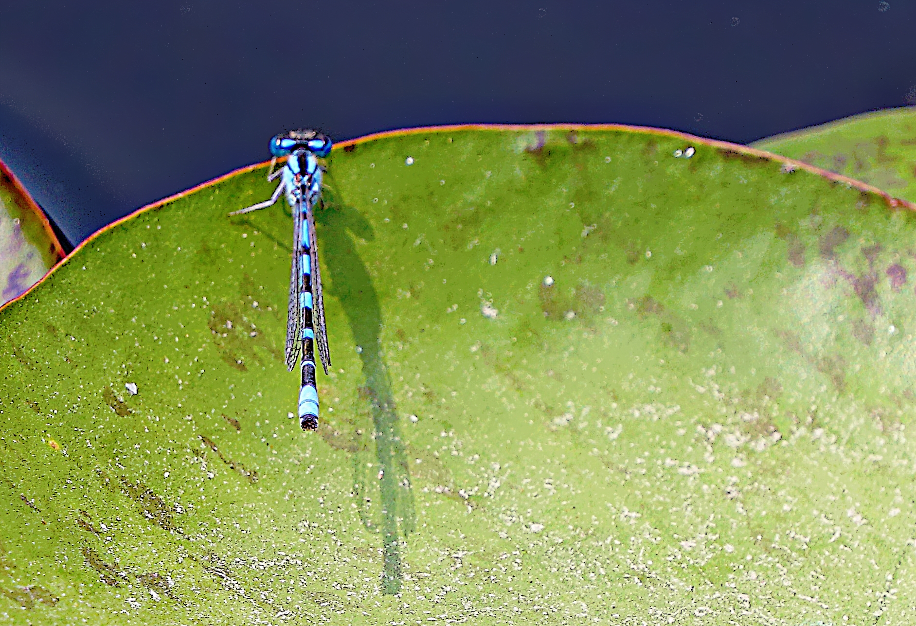 00-bug-dragonfly-DSC06177_A
