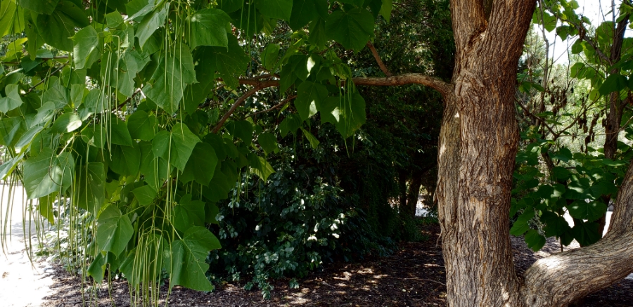 00-chatfield-20180721_124804_A900