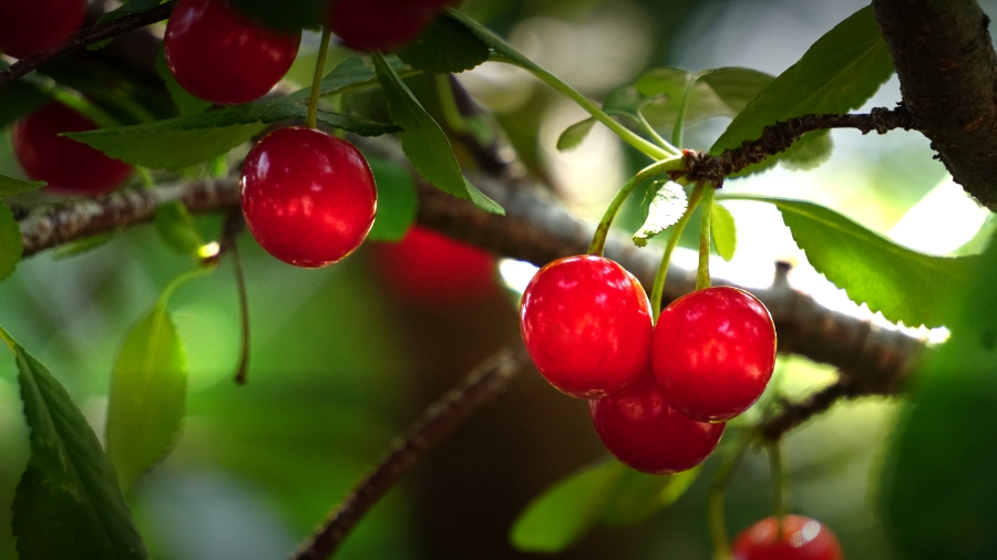 00-cherries-middleground-DSC06067_A900