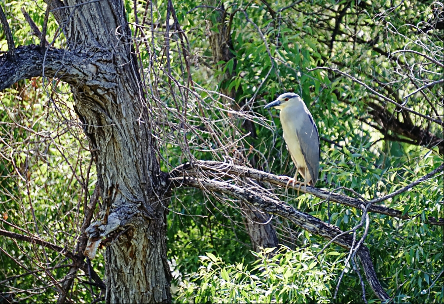 Sunday Trees –&nbsp;348