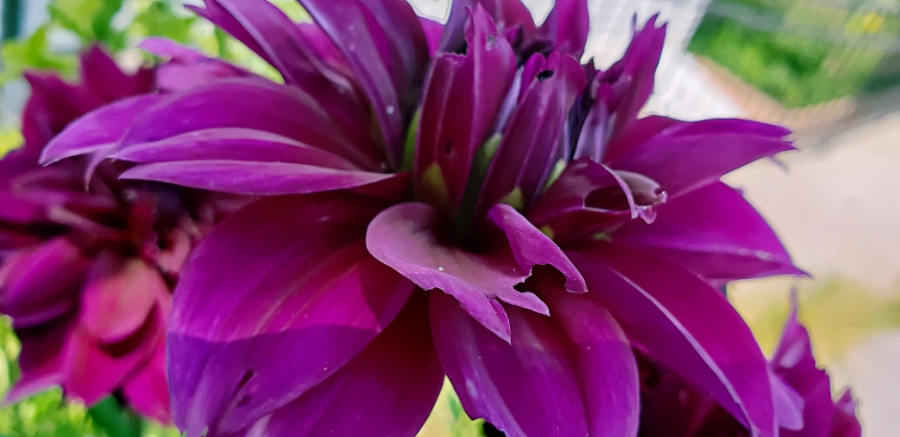 Flower of the Day – July 25,&nbsp;2018