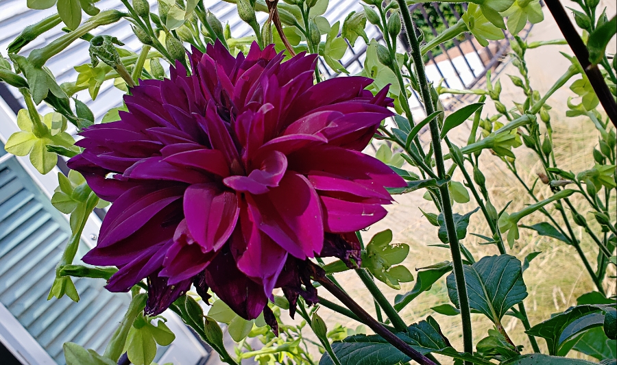00-dahlia-purple-20180721_113410_A900