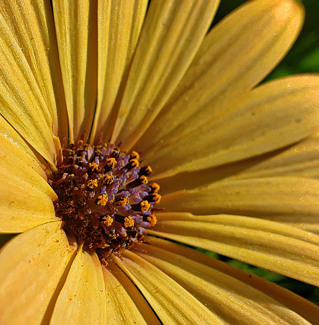 00-daisy-macro-20180721_100851_A