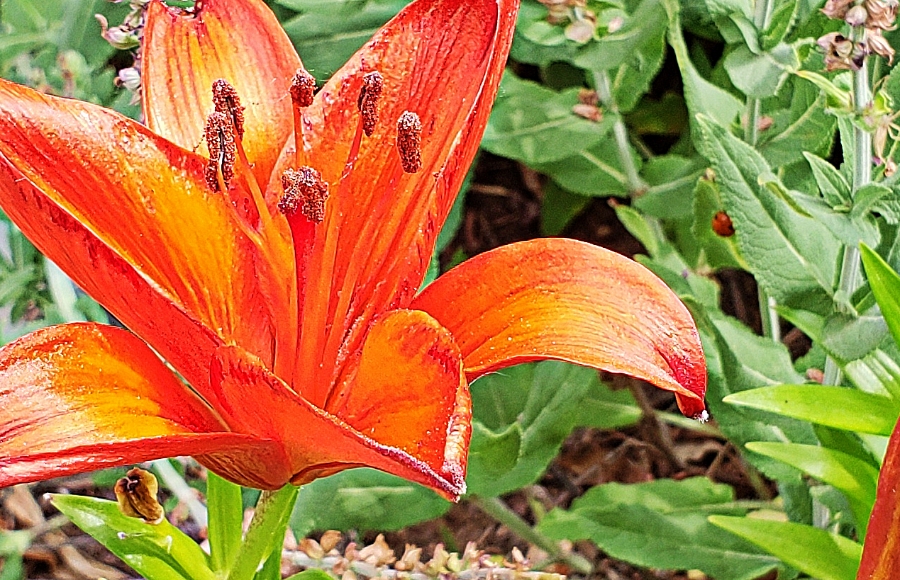 Flower of the Day – July 2, 2018 – Day&nbsp;lily