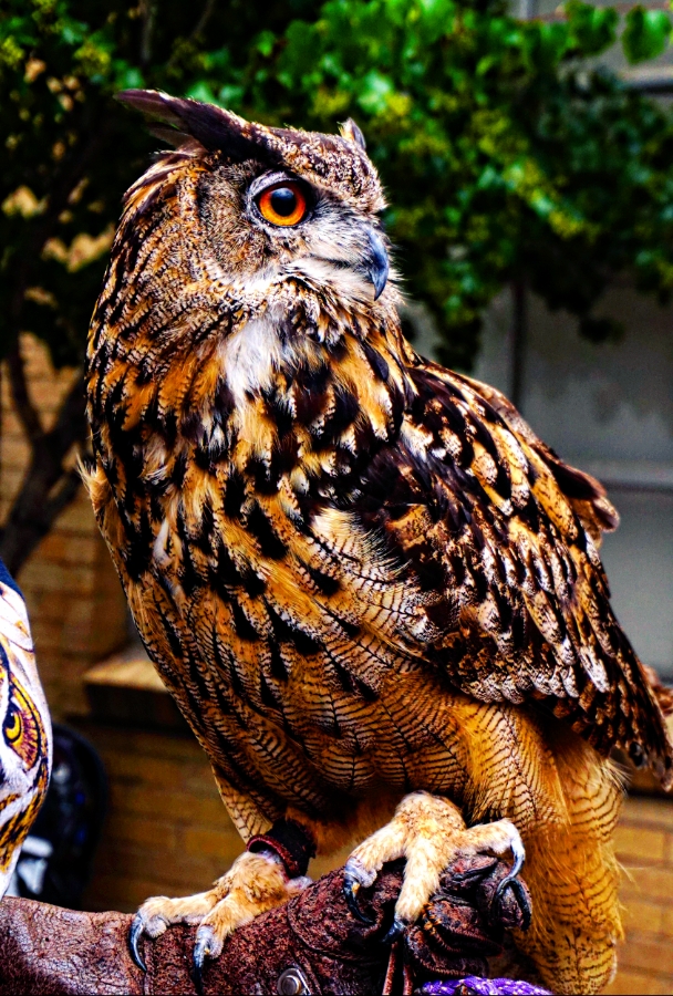 00-EagleOwl-DSC06105_C900