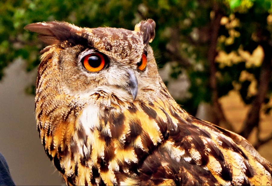 00-eagleowl-portrait-DSC06111_C900