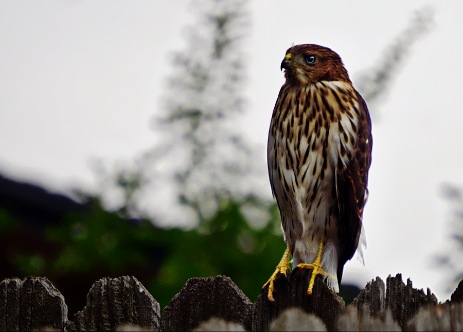 00-hawk-DSC06002_A900