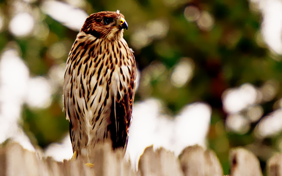 00-hawk-DSC06012A_900