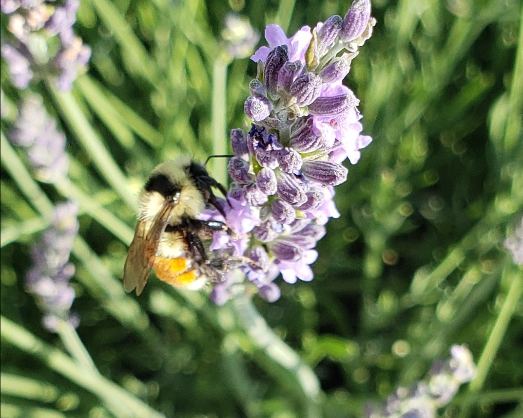Lavender and Honey Bee