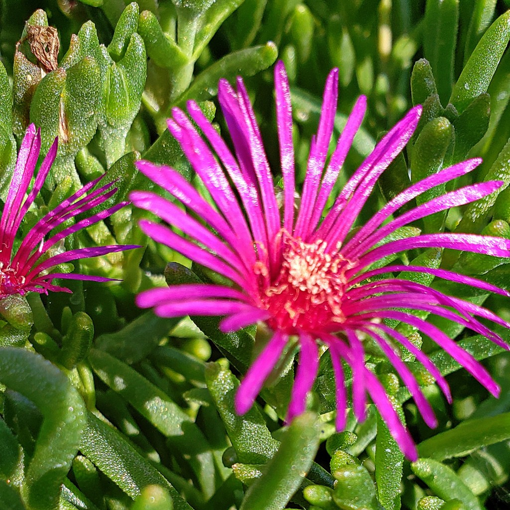 Flower of the Day – July 24, 2018 – Ice&nbsp;Flower