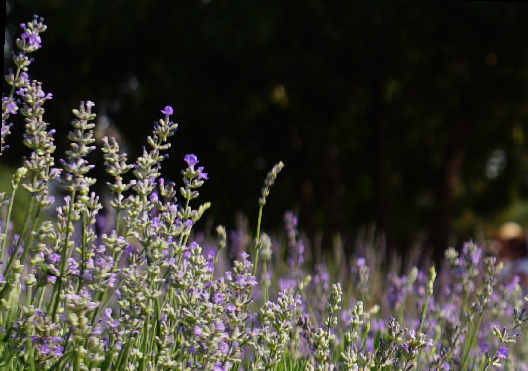 00-lavender-1-DSC06049A