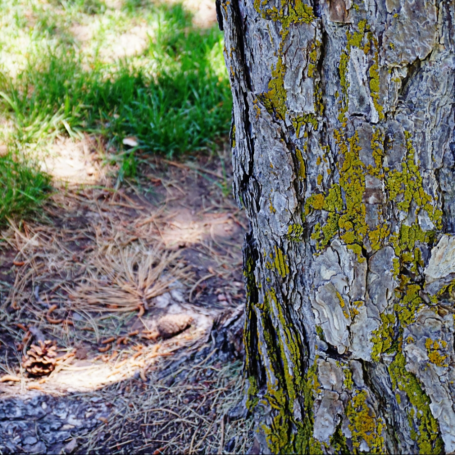 North Side of the&nbsp;Tree