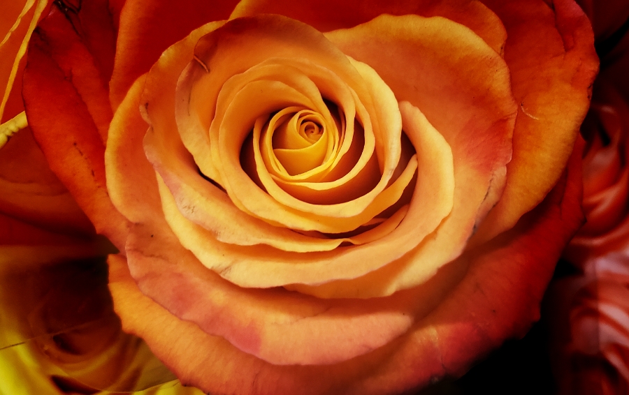 Flower of the Day – July 4, 2018 –&nbsp;Rose