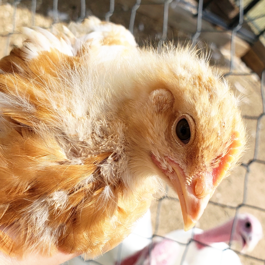 00-orangechicken-20180630_152022_A900