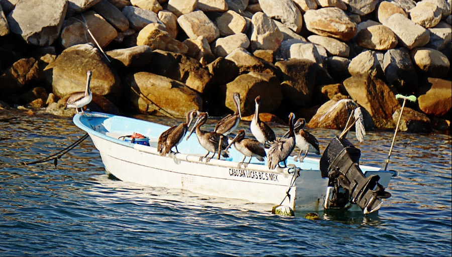 00-PelicanBoat0DSC04986_A900