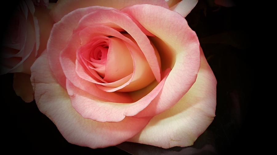 00-pink-rose-20180702_164705A900