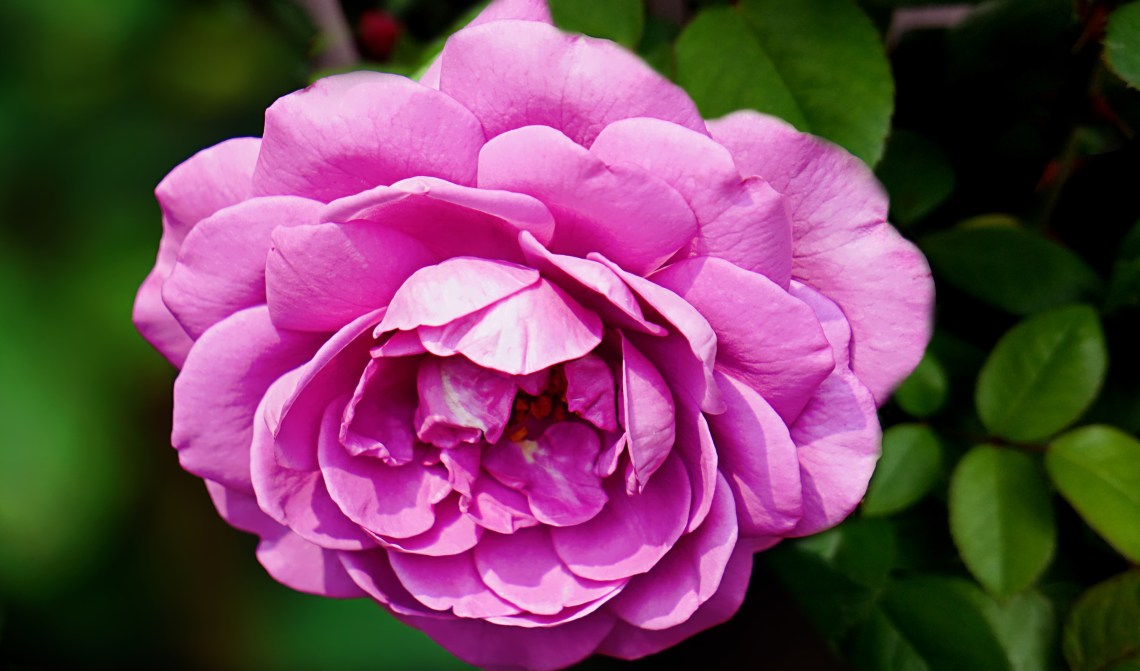 00-purplerose-20180728A900