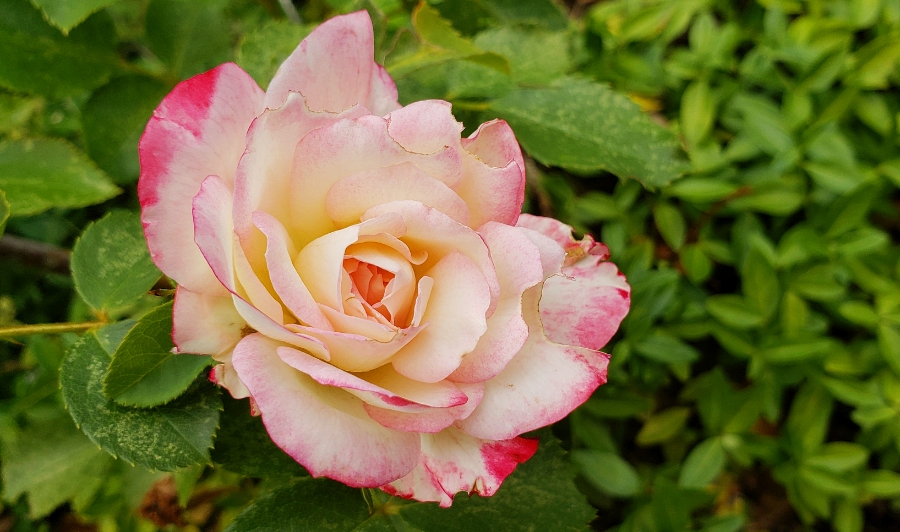 00-rose-2018-07-12_06-40-57_A900