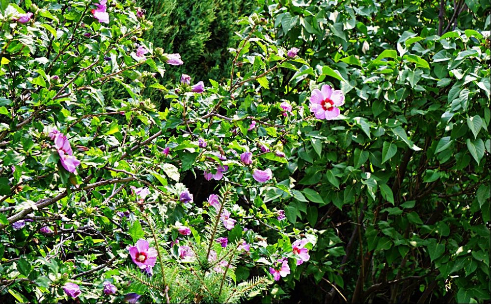 00-RoseOfSharon-DSC06133_A1000