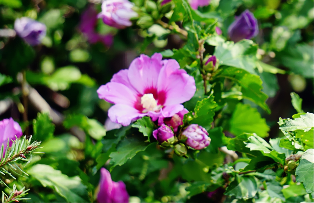 00-RoseOfSharon-DSC06135_A1000