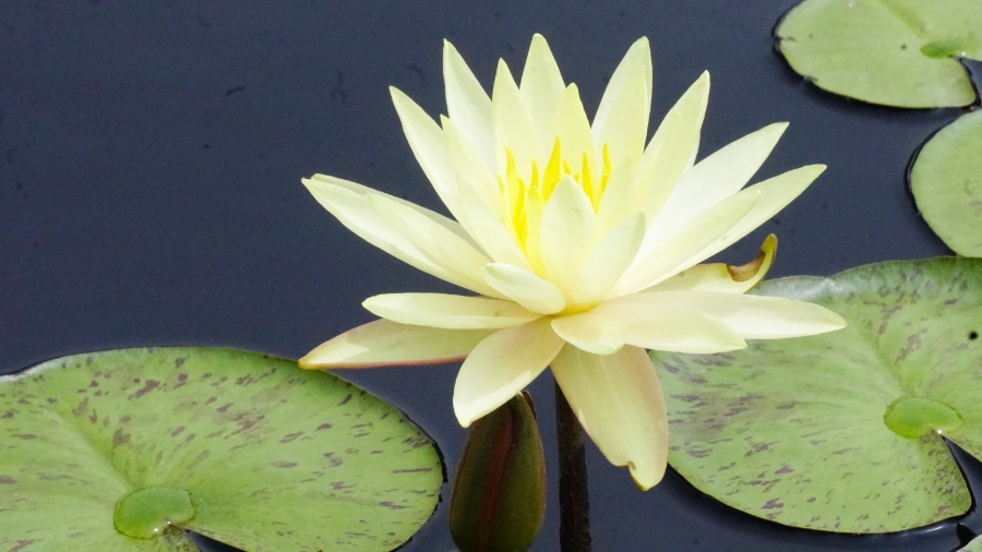 Flower of the Day – August 2, 2018 – Water&nbsp;Lily