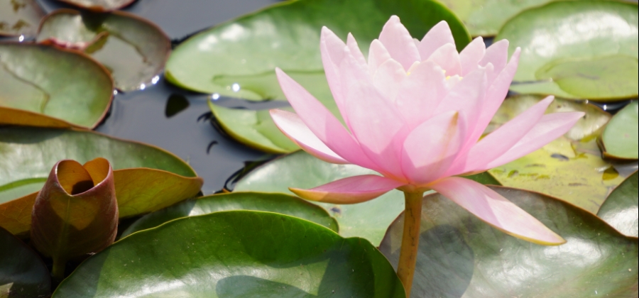 Flower of the Day – August 14, 2018 – Water&nbsp;Lily