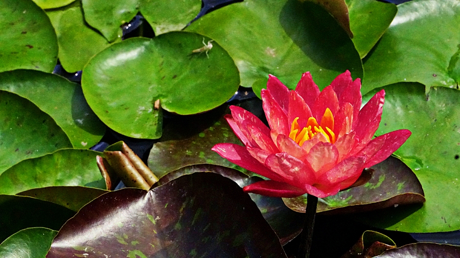 Flower of the Day – July 31, 2018 – Water&nbsp;Lily
