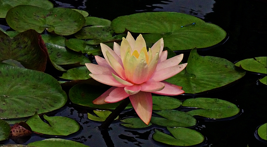 Flower of the Day – August 1, 2018 – Water&nbsp;Lily