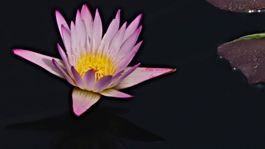 00-waterlily-purple-DSC06212_A900