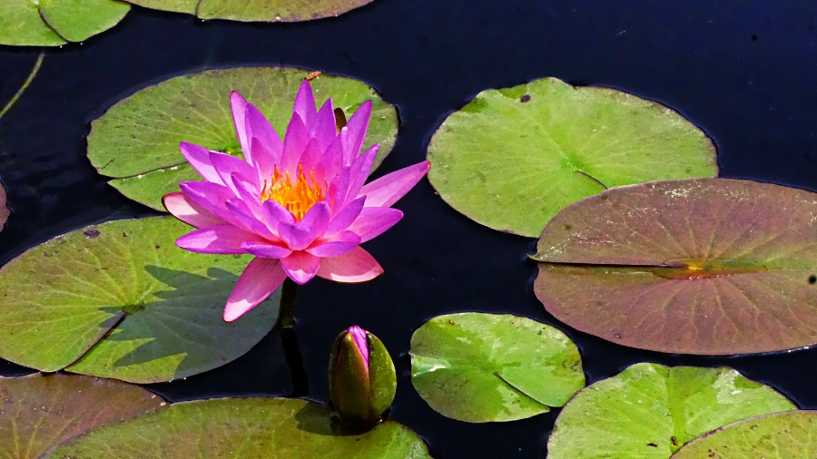 00-waterlily-purple-DSC06228_A900