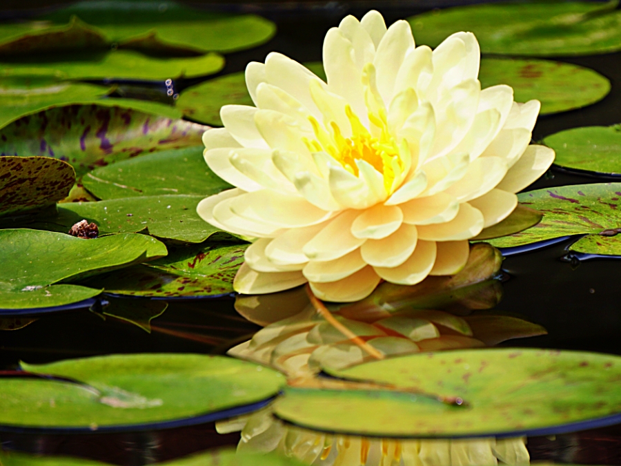 Flower of the Day – August 3, 2018 – Water&nbsp;Lily