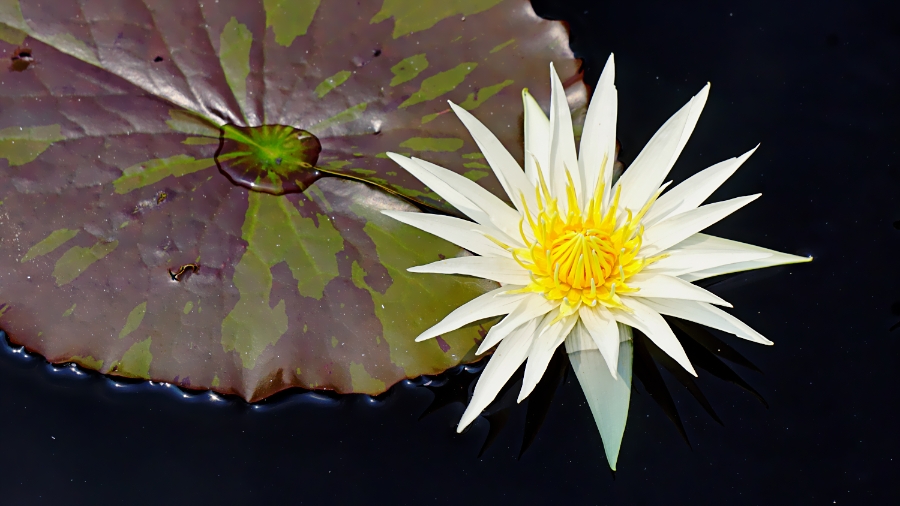 Flower of the Day – July 30, 2018 – Water&nbsp;Lily