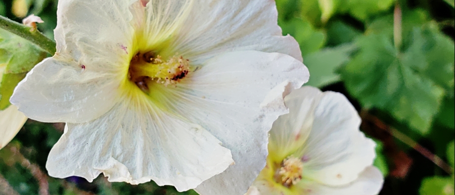 00-white-hollyhock-20180718A900