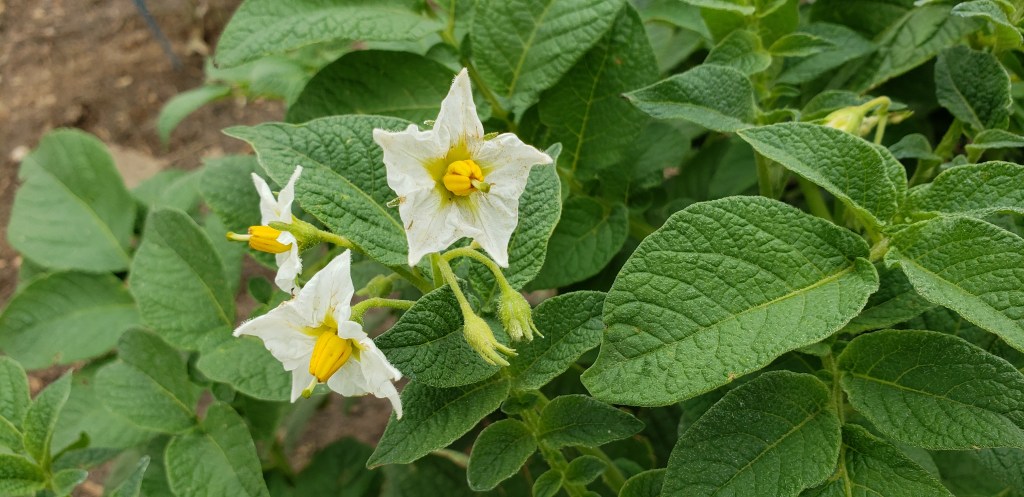 Flower of the Day – July 1, 2018 –Potato&nbsp;Blossoms