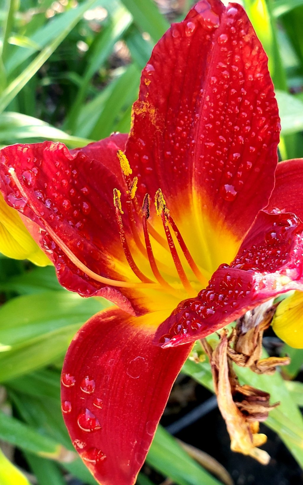 Flower of the Day – July 17, 2018 –&nbsp;Daylily