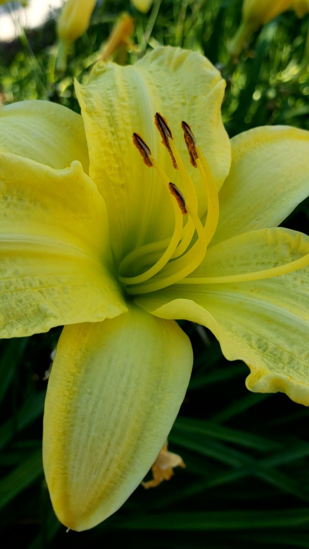 Flower of the Day – July 19, 2018 –&nbsp;Daylily