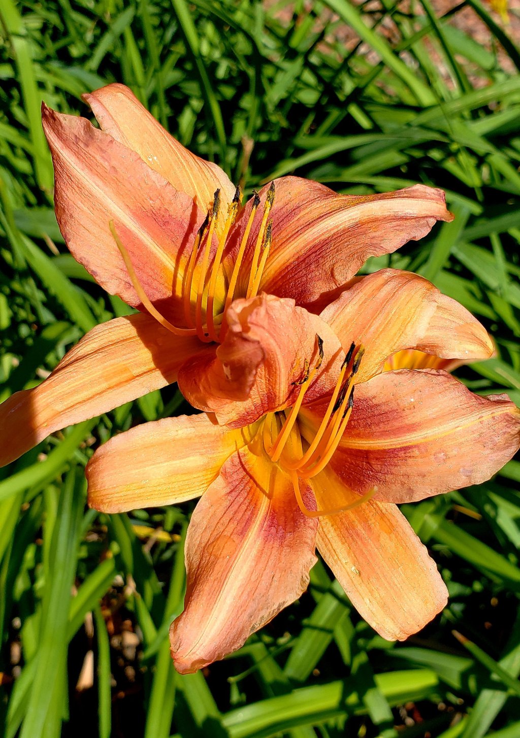 Flower of the Day – July 15, 2018 –&nbsp;Daylily